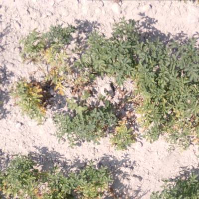 Sample image from Potato Plants Images