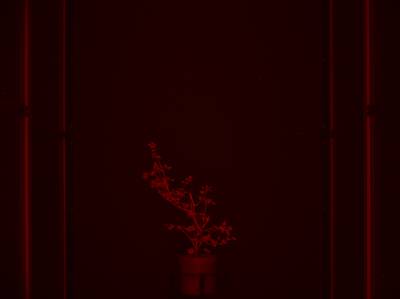 Sample image from CosegPP