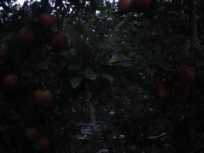 Sample image from Apple from Orchard Environment
