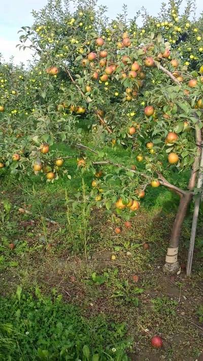 Sample image from MinneApple