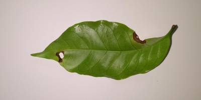 Sample image from Coffee Leaf Biotic Stress