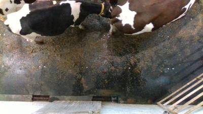 Sample image from Cows2021
