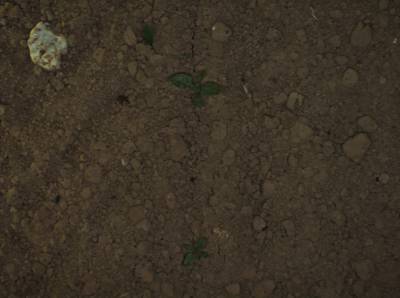 Sample image from Sugar Beets 2016