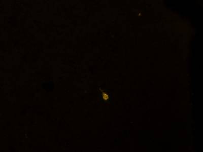 Sample image from Fluorescent Neuronal Cells