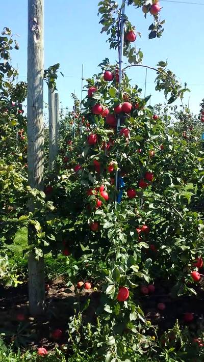 Sample image from MinneApple