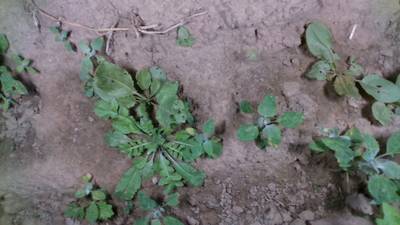 Sample image from Dataset of Annotated Food Crops and Weed Images