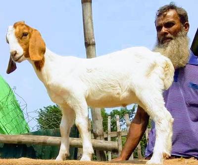 Sample image from Goat Image
