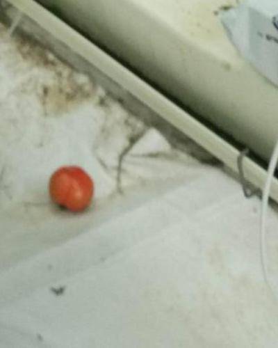 Sample image from Tomato Detection