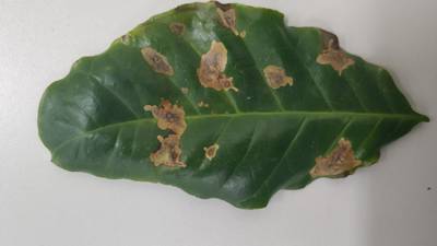 Sample image from Rust and Leaf Miner in Coffee Crop
