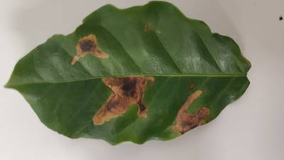 Sample image from Rust and Leaf Miner in Coffee Crop