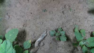 Sample image from Dataset of Annotated Food Crops and Weed Images