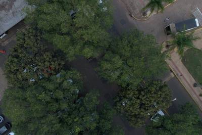 Sample image from Tree Species Detection