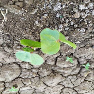 Sample image from Crop and Weed Detection
