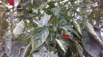 Sample image from Sweet Pepper