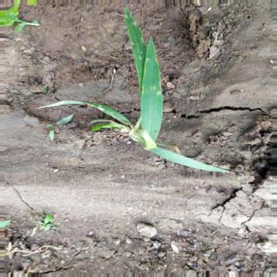 Sample image from Crop and Weed Detection