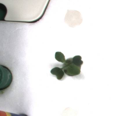 Sample image from KOMATSUNA