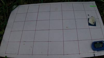 Sample image from Ant Detection