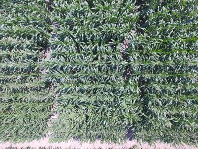 Sample image from Maize Tassel Detection