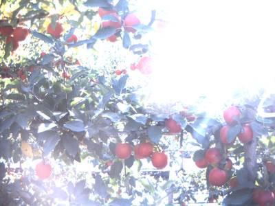 Sample image from Apple Dataset Benchmark from Orchard Environment