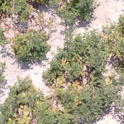 Sample image from Multispectral Potato Plants Images