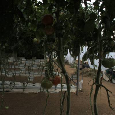 Sample image from tomatOD