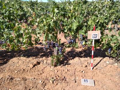 Sample image from AI4Agriculture Grape Dataset