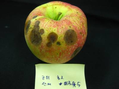 Sample image from Disease Detection in Fruit Images