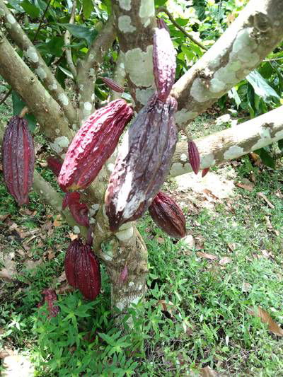 Sample image from Cocoa Diseases