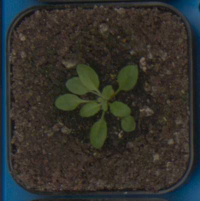 Sample image from Plant Growth Segmentation