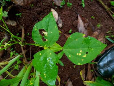 Sample image from Makerere University Beans