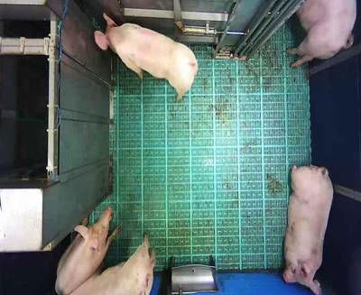 Sample image from Automatic Monitoring of Pigs