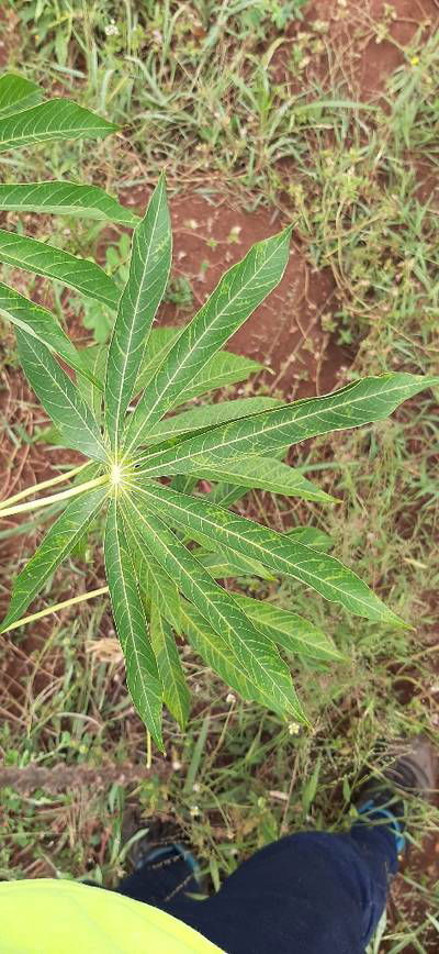 Sample image from Makerere University Cassava