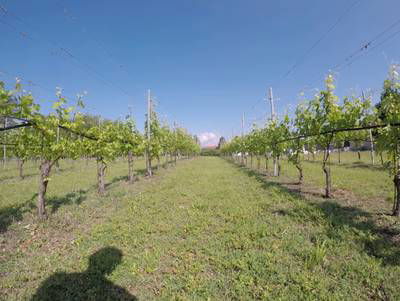 Sample image from Vineyard Rows