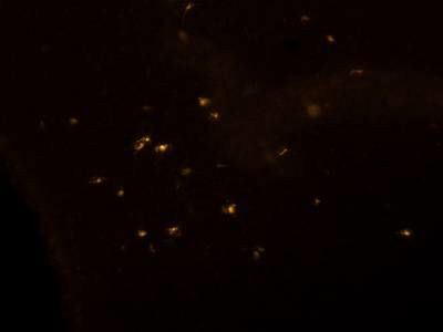 Sample image from Fluorescent Neuronal Cells