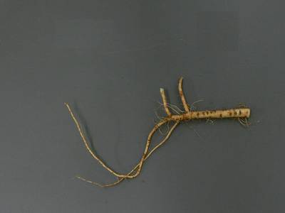 Sample image from Alfalfa Roots