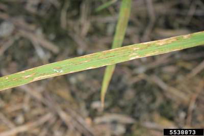 Sample image from Rice Disease