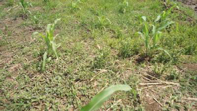 Sample image from Maize-Weed Image