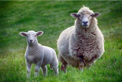 Sample image from Sheep Detection