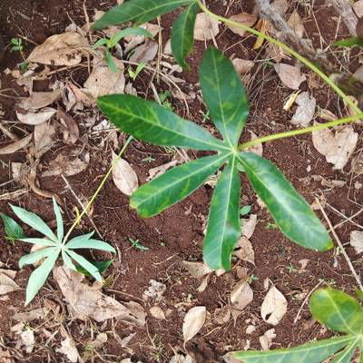 Sample image from Makerere University Cassava