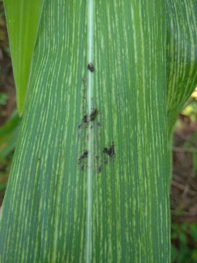 Sample image from Makerere University Maize