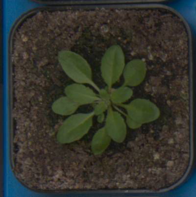 Sample image from Plant Growth Segmentation