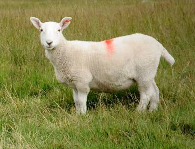 Sample image from Sheep Detection