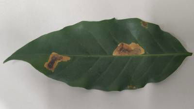 Sample image from Rust and Leaf Miner in Coffee Crop