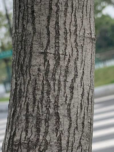 Sample image from Urban Street: Trunk