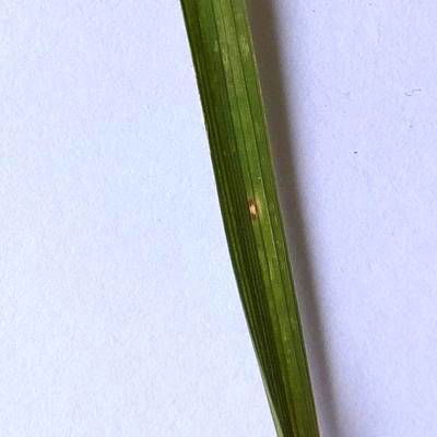 Sample image from Rice Disease