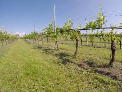 Sample image from Vineyard Rows