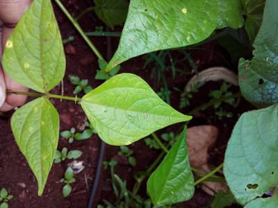 Sample image from Makerere University Beans