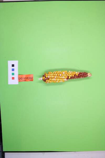 Sample image from Maize Cobs