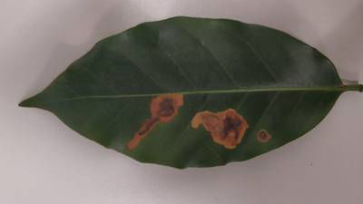 Sample image from Rust and Leaf Miner in Coffee Crop