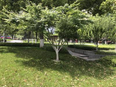Sample image from Urban Street: Tree